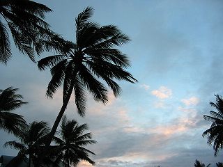 フォーマイルビーチの椰子の木
