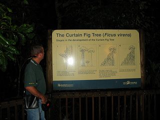 カーテンフィグツリーの説明